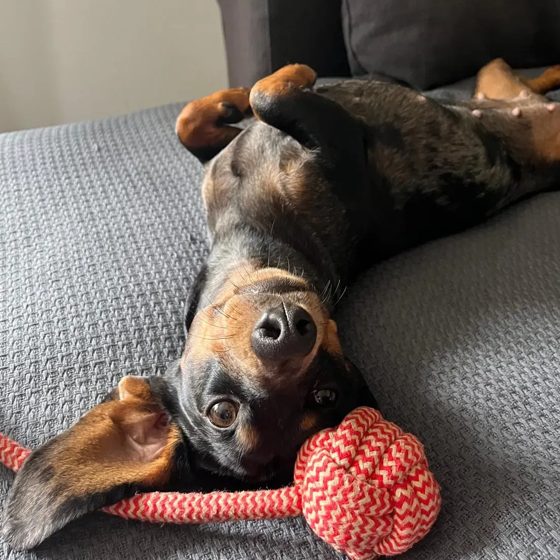 Dackel entspannt auf dem Sofa