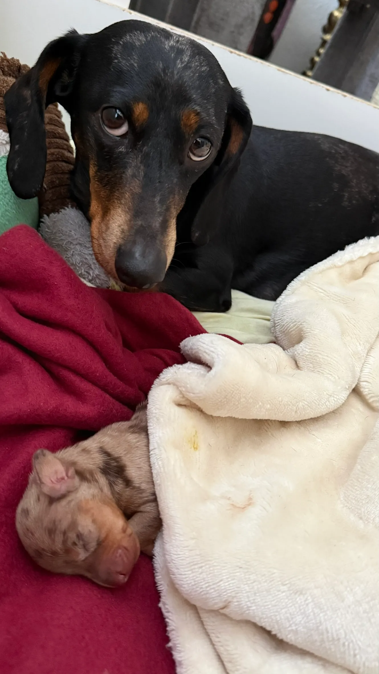 Erwachsener Dackel liegt bei einem neugeborenen Welpen auf einer Decke