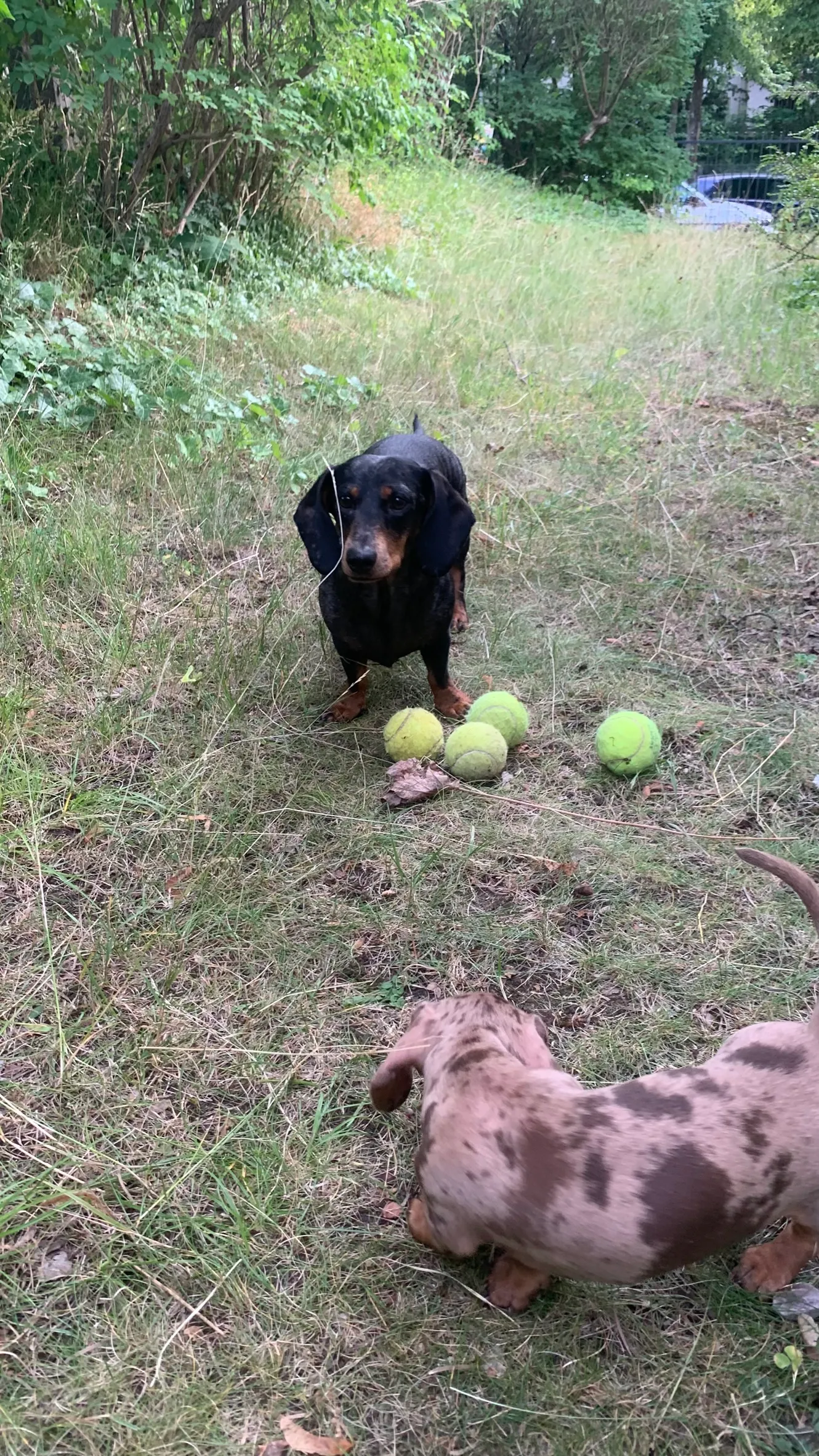 Erwachsener Dackel und Welpe spielen im Freien mit Tennisbällen