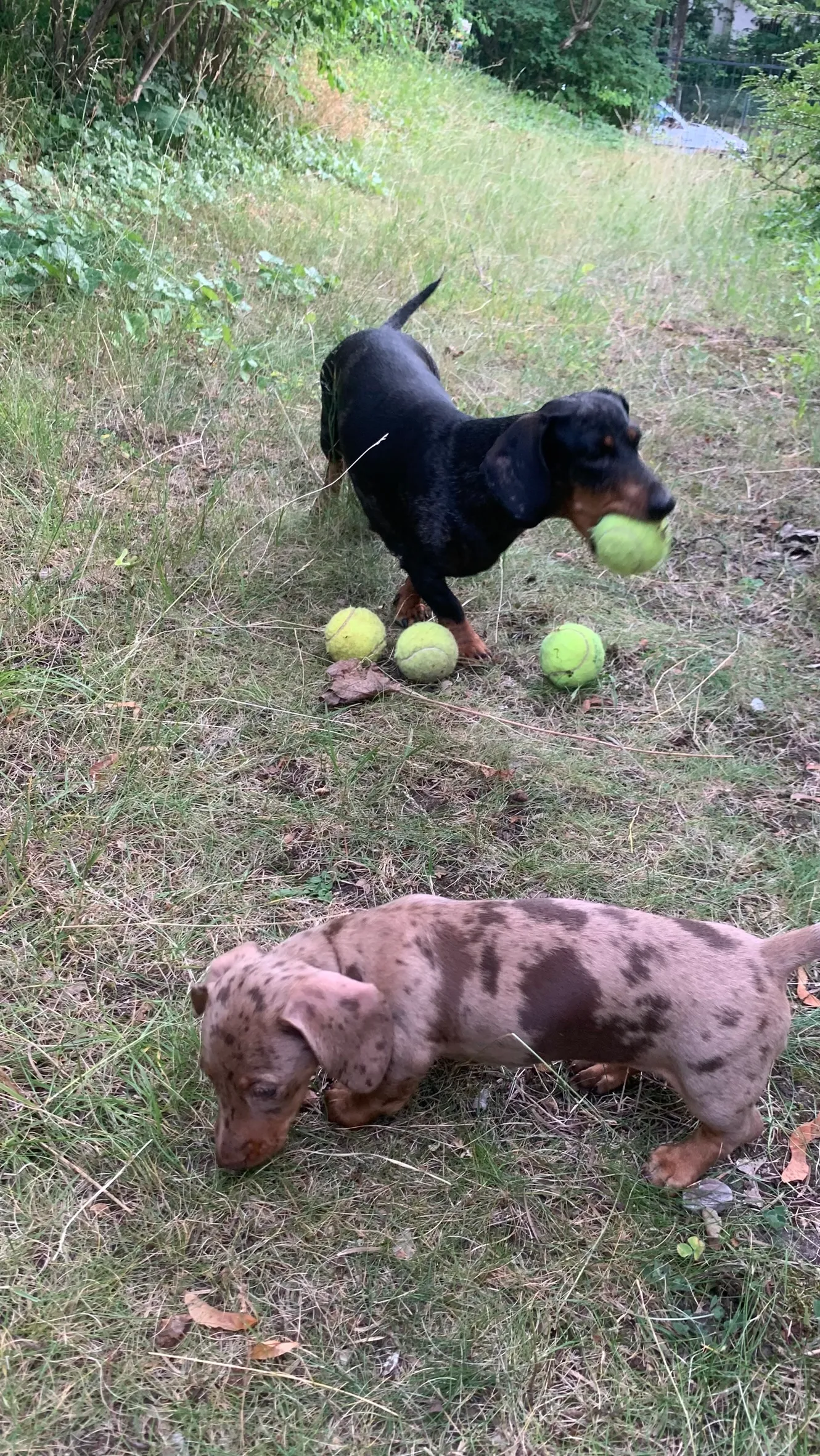 Dackel hält einen Tennisball im Maul, Welpe daneben